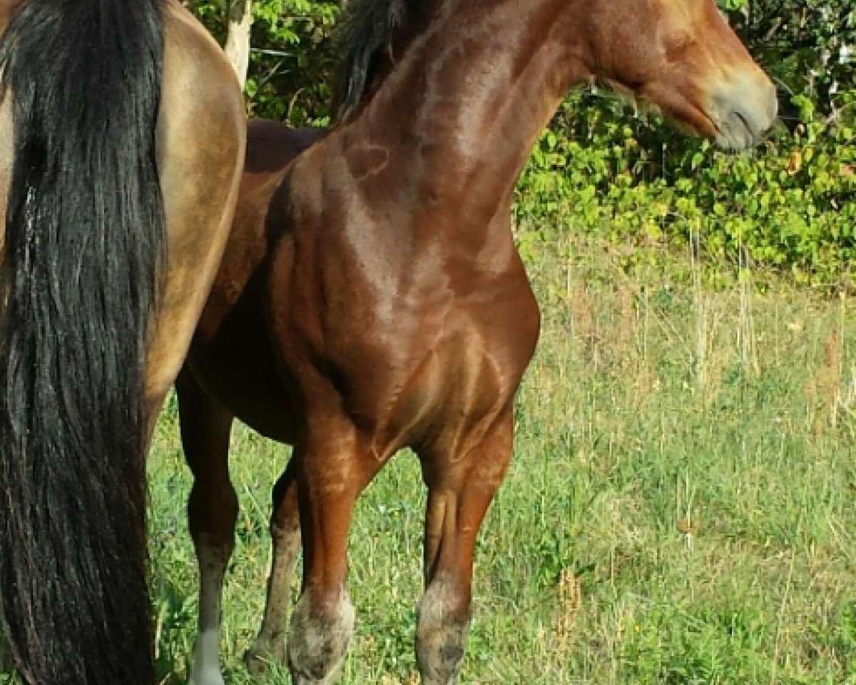 Caballo OWC Tacheles EE (Welsh-Cob (Sec. D), 2019, de Trouble)