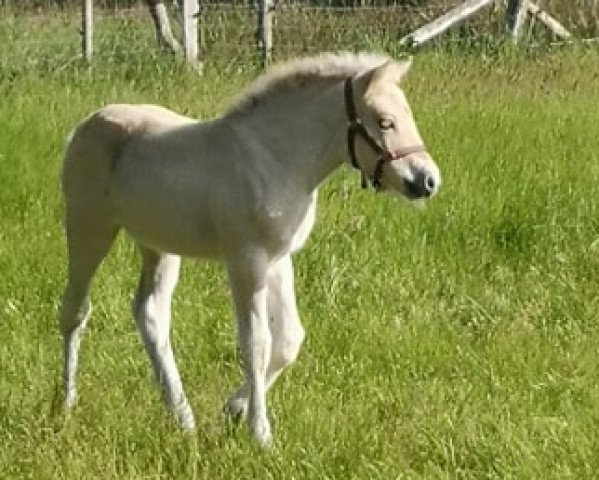 horse Eira vom Lüttwischen (Fjord Horse, 2020, from Turbo Romeo N.2573)