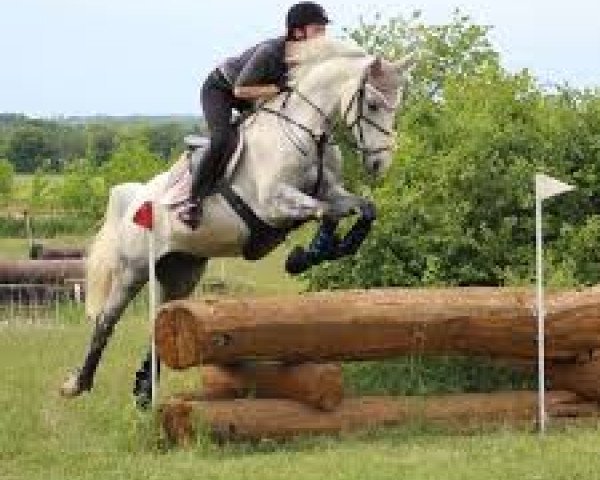Springpferd Salio 5 (Slowakisches Warmblut, 2008, von Lady's Lower Junior)
