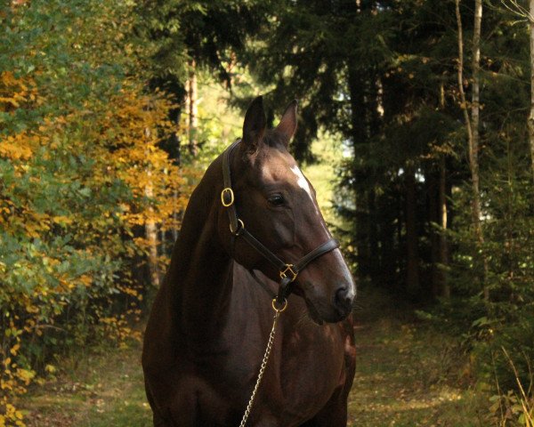 dressage horse Constanze 45 (German Sport Horse, 2003, from Planitz)