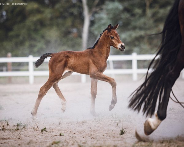 broodmare Rubi (German Riding Pony, 2019, from Oosteinds Ricky)