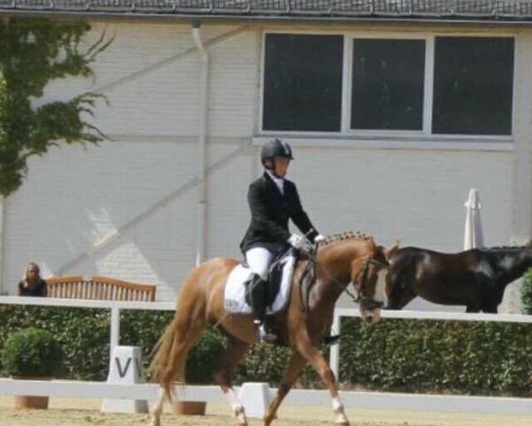 horse DaCaro (German Riding Pony, 2010, from FS Daddy Cool)