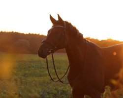 dressage horse Bella impossibile S (Württemberger, 2012, from Belissimo NRW)