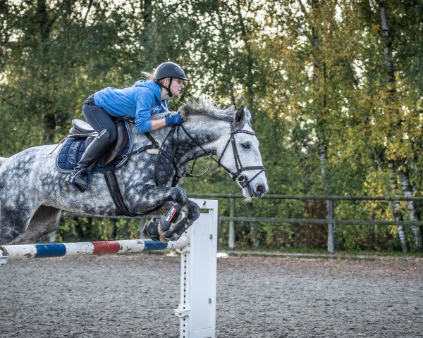 Springpferd Cardenta (Holsteiner, 2011, von VDL Cardento 933)