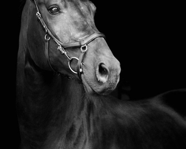 dressage horse Fürst Fidertanz (Hanoverian, 2009, from Fidertanz)