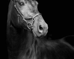 dressage horse Fürst Fidertanz (Hanoverian, 2009, from Fidertanz)