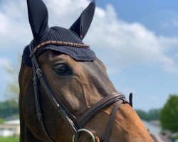 broodmare Cayenne 225 (Holsteiner, 2010, from Cassito)
