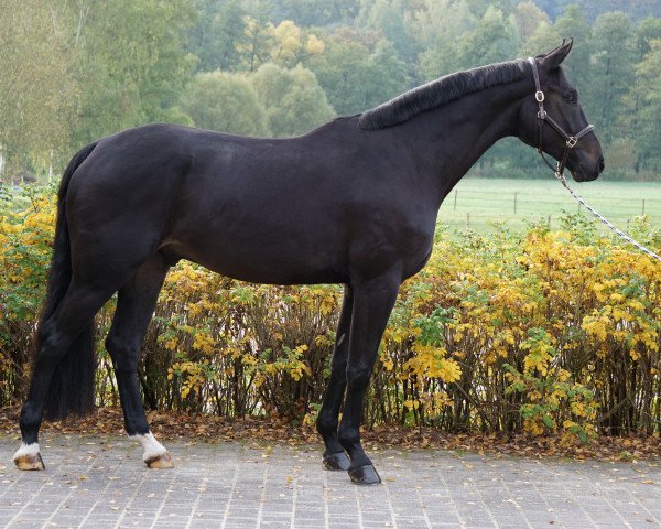 Dressurpferd Fiderfinz (Oldenburger, 2015, von Fidertanz)