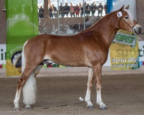 stallion Andy NR (Haflinger, 2015, from Franz-Josef 18)