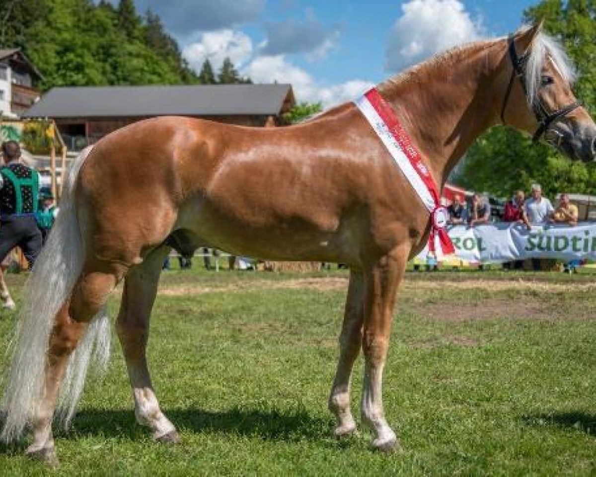 Dressurpferd Franz-Josef 18 (Haflinger, 2011, von Antiss - W)
