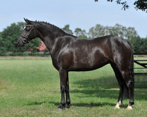 broodmare Fianchetta (German Riding Pony, 2007, from Henry)