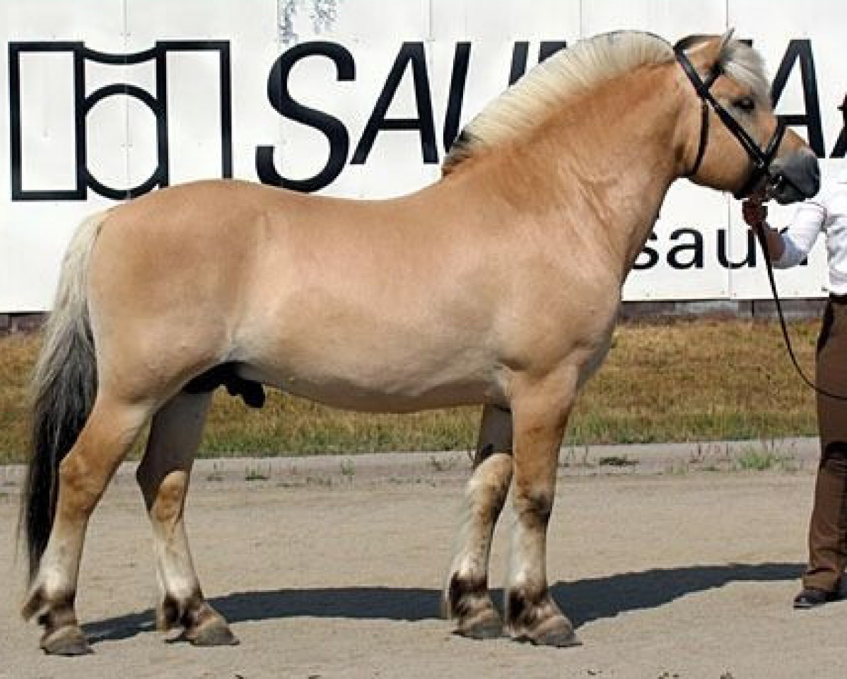 stallion Nigards Rasmus 3 F (Fjord Horse, 1997, from Enar N.2020)