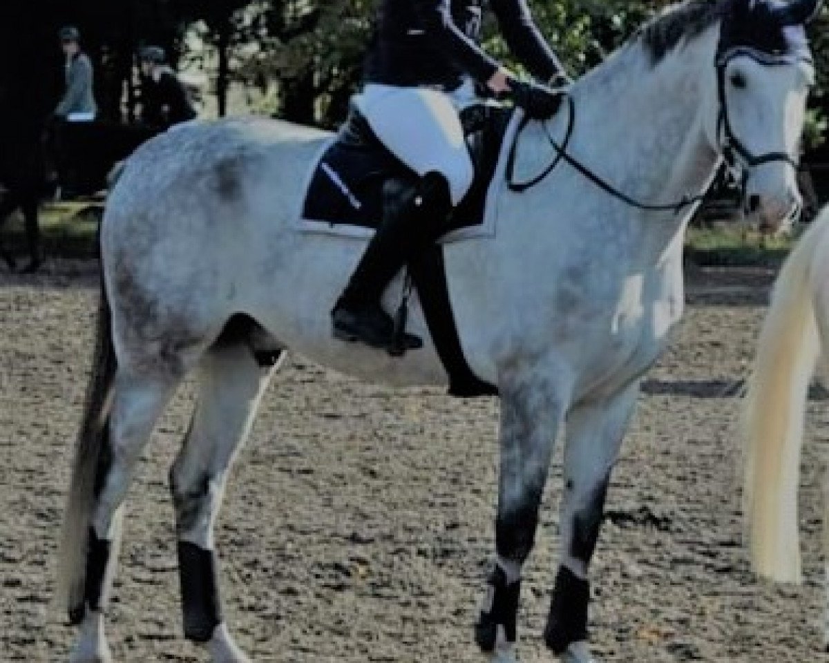 Springpferd Colour my Heart Chronos (Deutsches Sportpferd, 2012, von Ciaco's Son S)