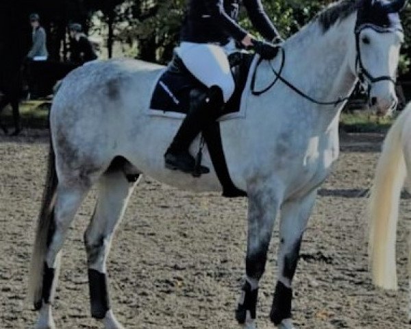 Springpferd Colour my Heart Chronos (Deutsches Sportpferd, 2012, von Ciaco's Son S)