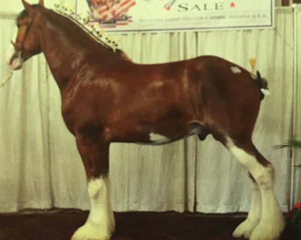 stallion Big Shoe Alumni (Clydesdale, 2011, from Maple Stone Stuart Maxton)