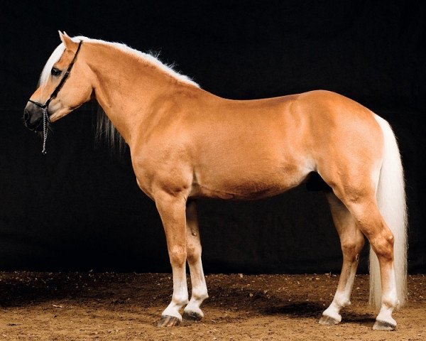 stallion liz. 350/T Stainz (Haflinger, 2004, from liz. 201/T Standschütz)