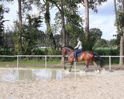 dressage horse Florenzio 3 (Oldenburg, 2012, from Fidertanz)