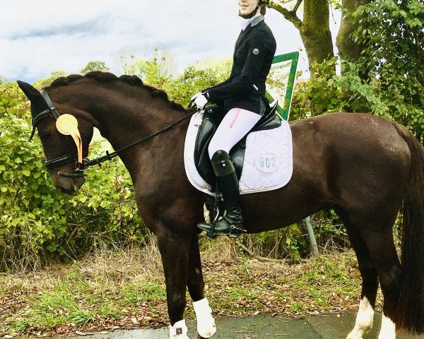 dressage horse Solitaire 66 (Westphalian, 2006, from Sir Donnerhall I)