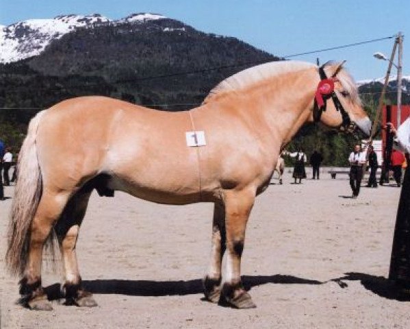 stallion Enar N.2020 (Fjord Horse, 1986, from Ene 55 SWE) stallion Enar N.2020 (Fjord Horse, 1986, from Ene 55 SWE)
