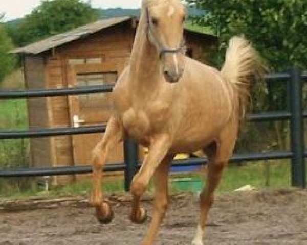 stallion LG's Best (American Saddlebred Horse, 2010, from Imagine That) stallion LG's Best (American Saddlebred Horse, 2010, from Imagine That)