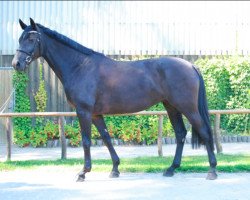 dressage horse Cash 223 (Holsteiner, 2012, from Cormint)