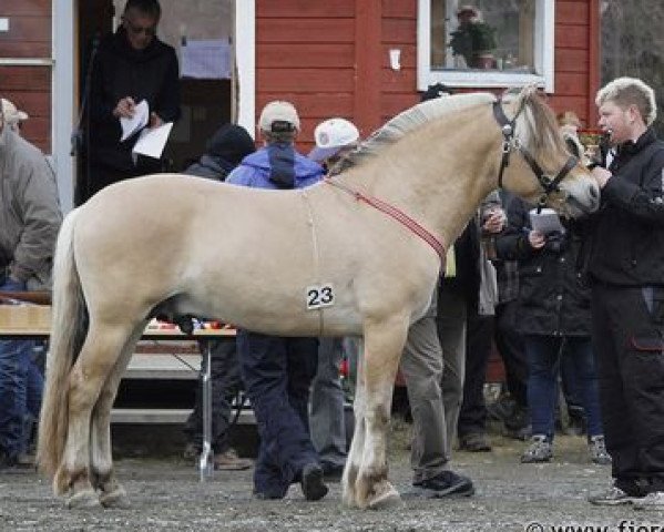 Deckhengst Nesviks Sebastian (Fjordpferd, 2010, von Selmer Frederikson) Deckhengst Nesviks Sebastian (Fjordpferd, 2010, von Selmer Frederikson)