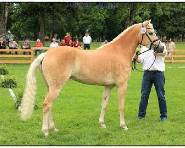 broodmare Novena (Haflinger, 2012, from liz. 350/T Stainz)