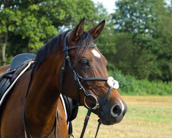 jumper Majestic 14 (German Riding Pony, 2007, from Miraculix)