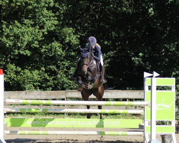 jumper Carmina 49 (Hanoverian, 2009, from Contendro I)