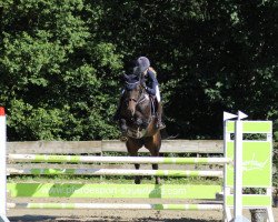 jumper Carmina 49 (Hanoverian, 2009, from Contendro I)