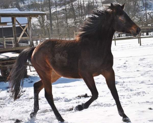 horse Rominée (Hanoverian, 2007, from Riccione)