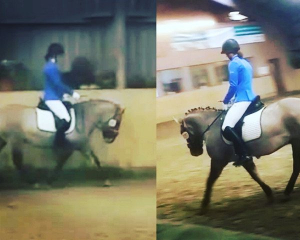 horse Juri (unknown, 2013)
