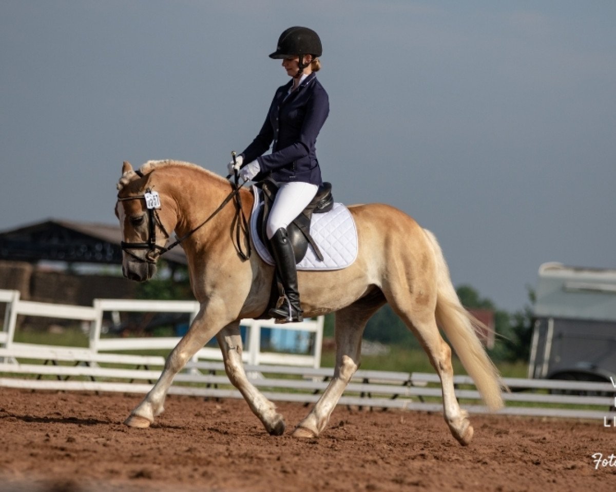horse Salitos St (5,08% ox) (Edelbluthaflinger, 2014, from Sambuca (3,91% ox))