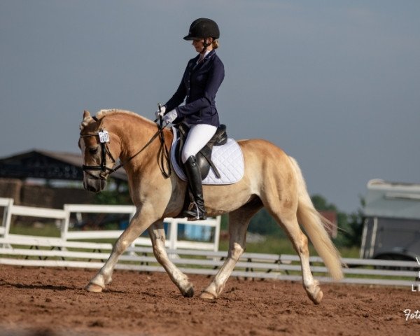 Pferd Salitos St (5,08% ox) (Edelbluthaflinger, 2014, von Sambuca (3,91% ox))