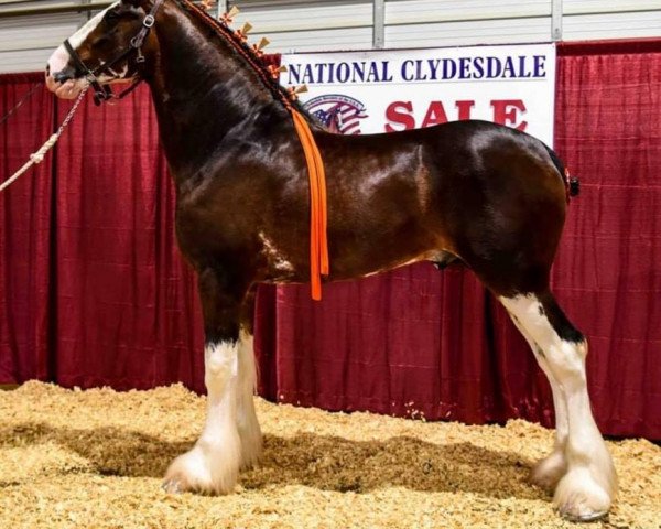 stallion Berkshire Royal Masterpiece (Clydesdale, 2016, from Copper Hill's Master Bentley)