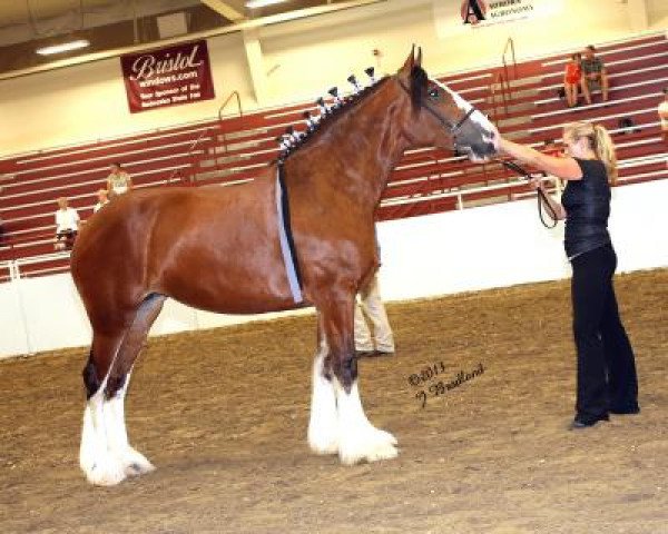 Zuchtstute Lady Isabelle of St. Severin (Clydesdale, 2008, von Sir William of Pinnacle)