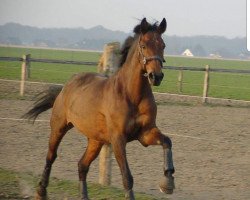 dressage horse La Vie (Rhinelander, 2001, from Lanciano)