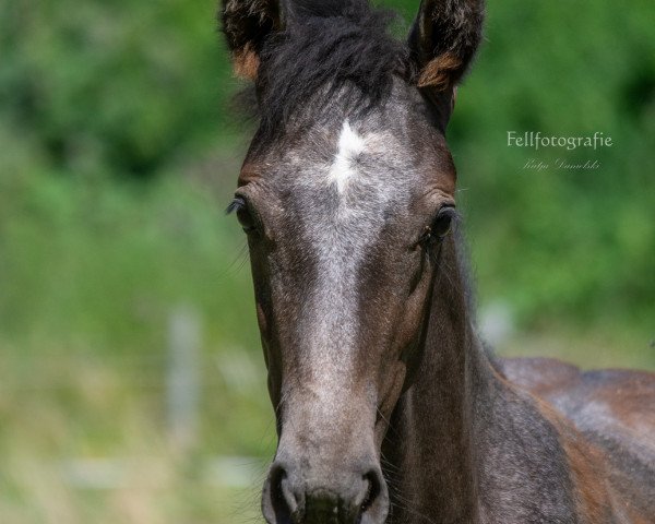 broodmare Cleine Chanel (Westphalian, 2019, from Cornet to win)