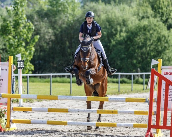 Springpferd Chaplin 113 (Deutsches Sportpferd, 2011, von Chico's Boy)