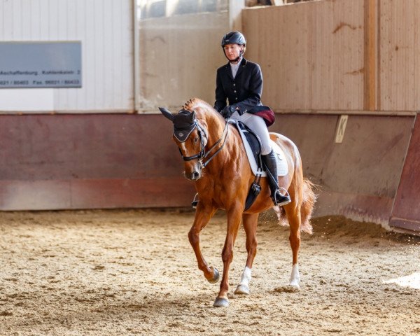 dressage horse Caramellow Kiss (German Warmblood, 2007, from Cavallieri xx)