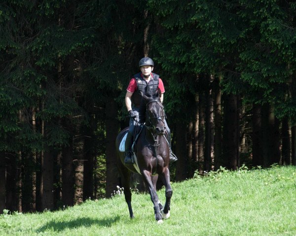 jumper Neandro 5 (Hanoverian, 2013, from Nobre xx)