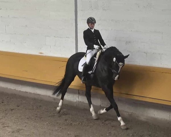 7. Pforzheimer Dressurtage 2016