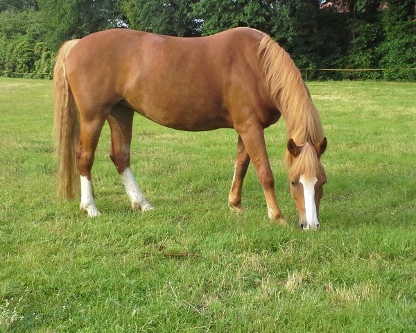 Pferd Stella 719 (unbekannt, 2004)