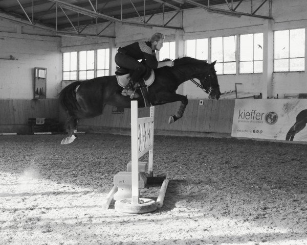 horse Quinta S (Brandenburg, 2014, from Quinto's Chamb)