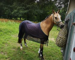 jumper Gucci 122 (German Riding Pony, 2016, from Hesselteichs Grimaldi)