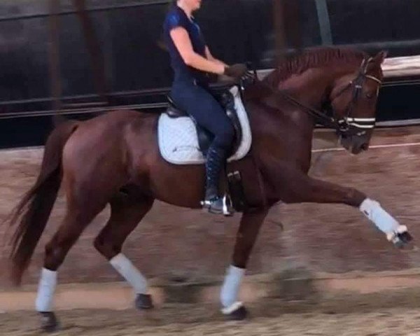 horse Flash (Hanoverian, 2010, from Sir Donnerhall I)