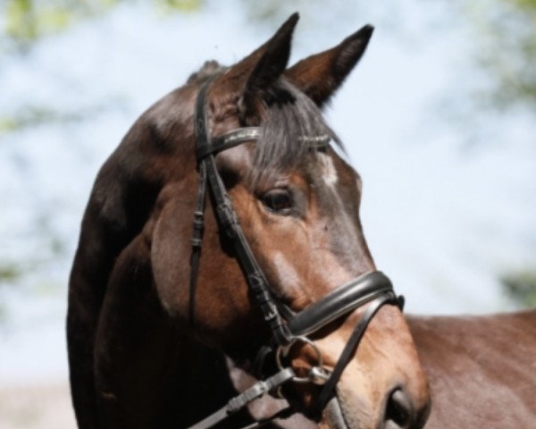 dressage horse Evanesco 3 (Hanoverian, 2015, from Earl)