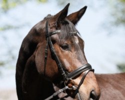 dressage horse Evanesco 3 (Hanoverian, 2015, from Earl)