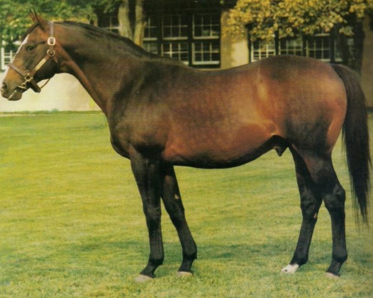 stallion Victoria Park xx (Thoroughbred, 1957, from Chop Chop xx)