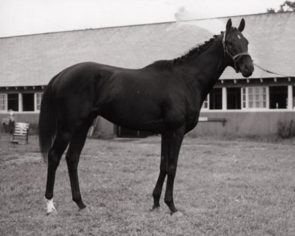 Deckhengst Noor xx (Englisches Vollblut, 1945, von Nasrullah xx) Deckhengst Noor xx (Englisches Vollblut, 1945, von Nasrullah xx)